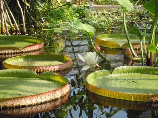 Botanischer Garten der Universität