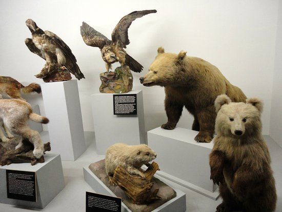 Kantonales naturhistorisches Museum