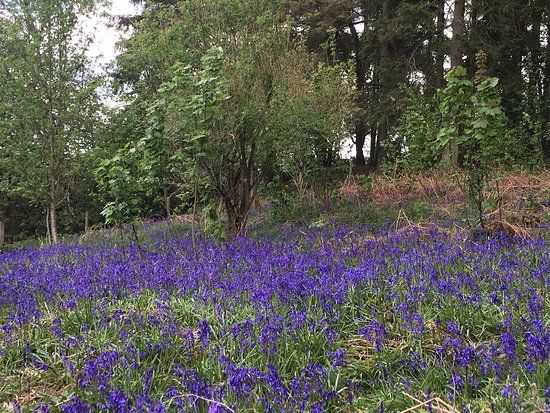 The Outwoods