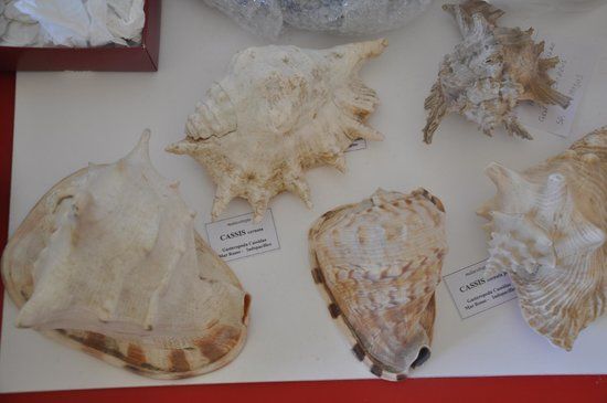 Museo mineralogico campano