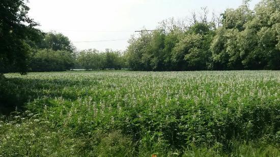 Parco Alto Milanese