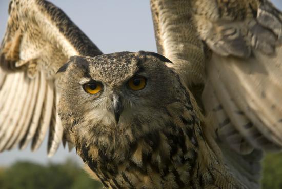 Haven Falconry