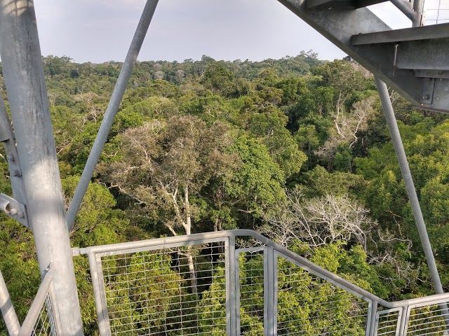 Musa Museu Da Amazonia