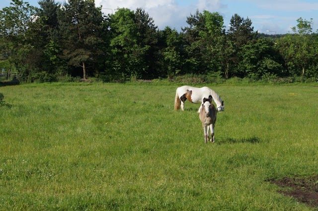 Houston Farm Riding School