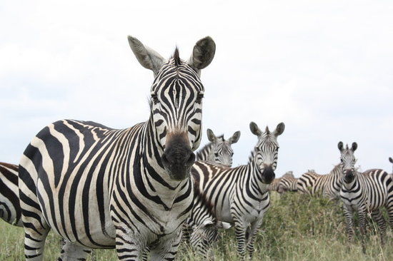 Nairobi National Park