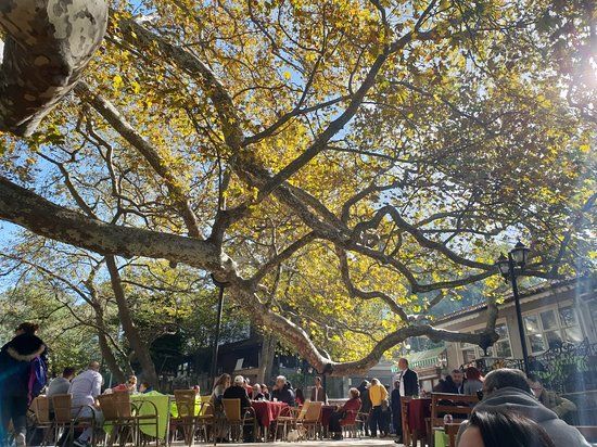 Inca Historic Tree