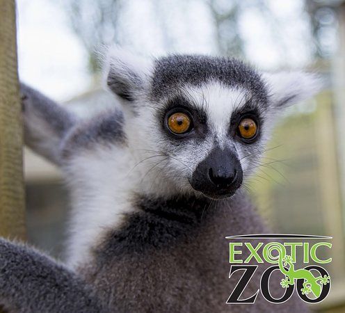 Exotic Zoo