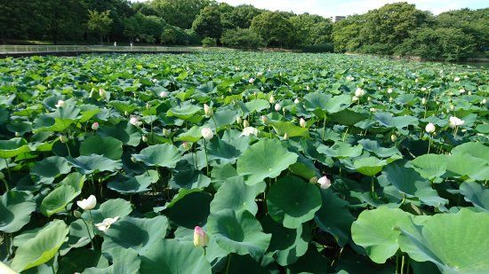 Nagai Botanical Garden