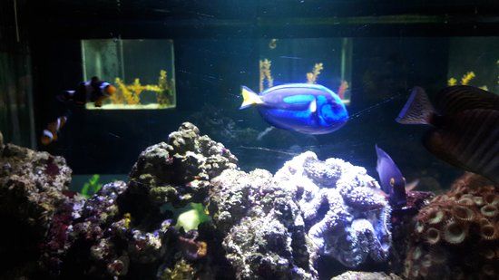 Expo Acuario