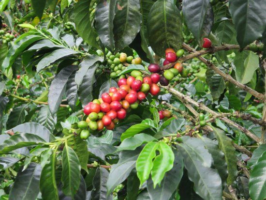 Finca Del Cafe