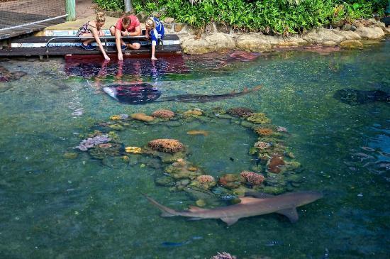 Daydream Island Living Reef