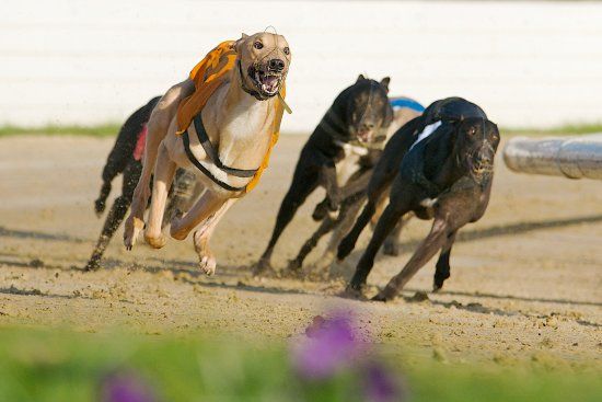 Manchester Greyhound Stadium Belle Vue