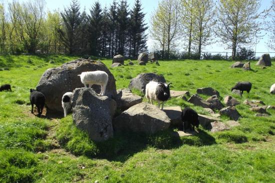 Zoo de Reykjavik