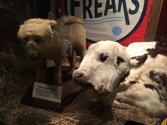 Museum of the Weird