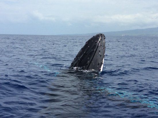 Whale Center of the Pacific