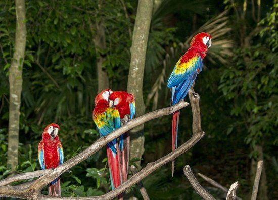 Xaman - Ha Aviary