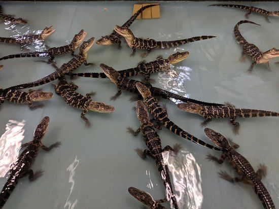 Alligator Attraction