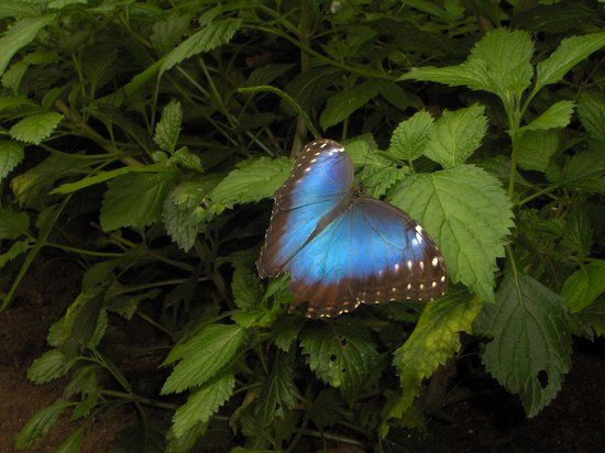 The Butterfly Place