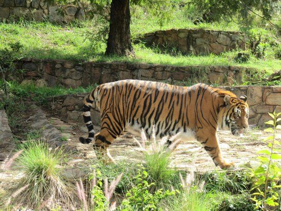 National Zoological Gardens of South Africa