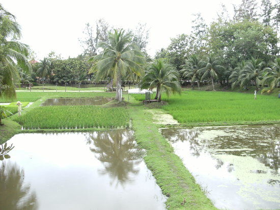 Laman Padi Langkawi