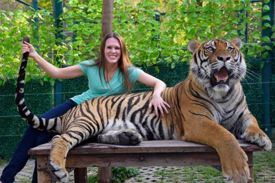 Tiger Kingdom
