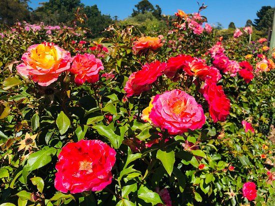 Victoria State Rose Garden