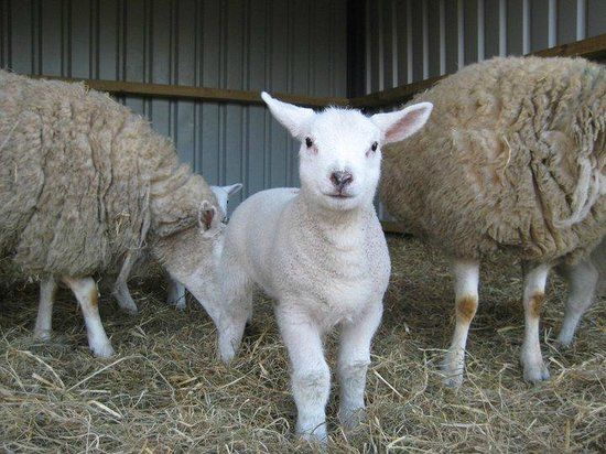 Newbarn Farm