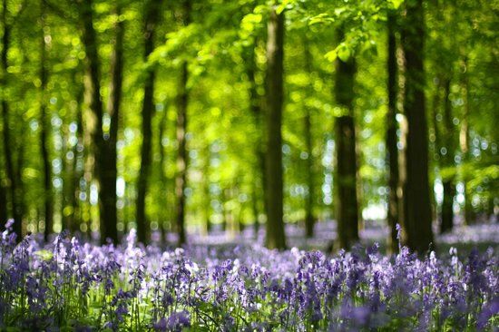 Ashridge Estate