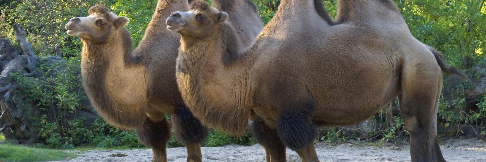 Zoo de Cologne