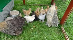 Acorn Farm