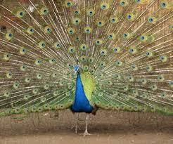 Gradina zoologica