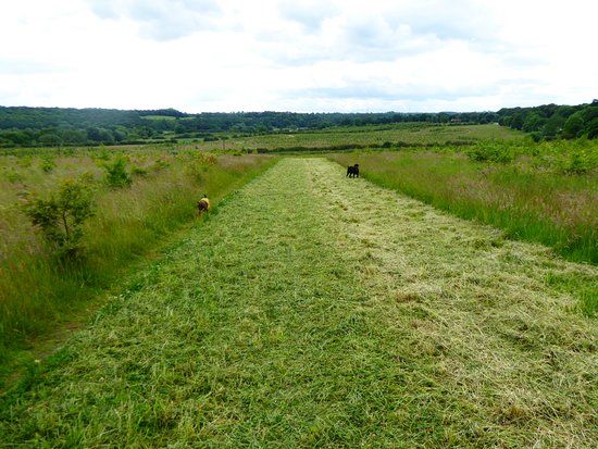 Low Burnhall Woods