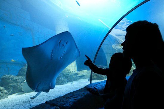 Acuario Sea Life de Oporto