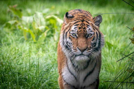 Blackpool Zoo