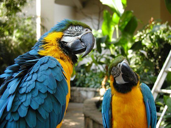 Bird Kingdom