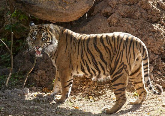 Fota Wildlife Park