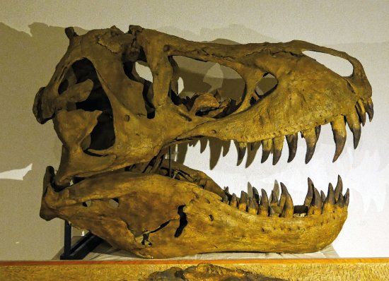 Musée Requien