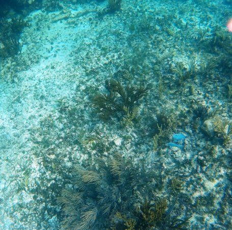 Tulum Underwater