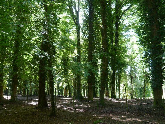Foresta Umbra